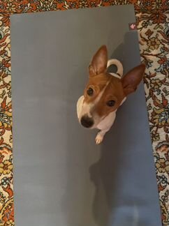 Вязка американский той-фокстертер