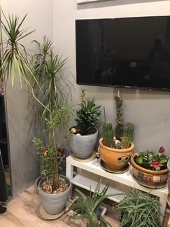 Комнатное растение с кашпо