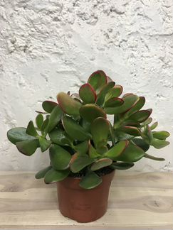 Крассула Ovata Sanset