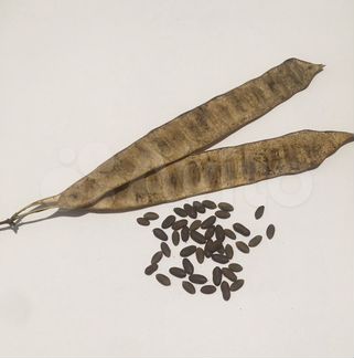 Альбиция ленкоранская семена