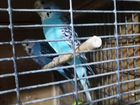 Волнистые попугаи домашнего разведения объявление продам