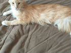 Мейн-кун кошка 1.4 года