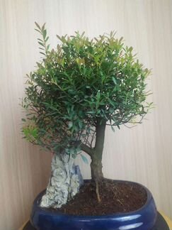 Бонсай миртовый сизигиум