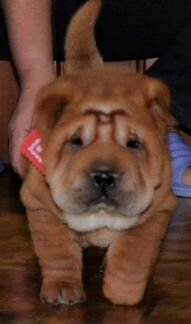 Шарпей Мальчик и девочка