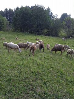 Овцы, ярки, бараны - фотография № 8