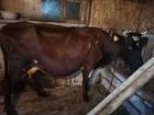 Айширских коровы и нетели объявление продам