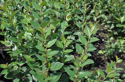 Кизильник блестящий 0.4 - 0.6 м