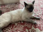 Тайский кот вязка объявление продам