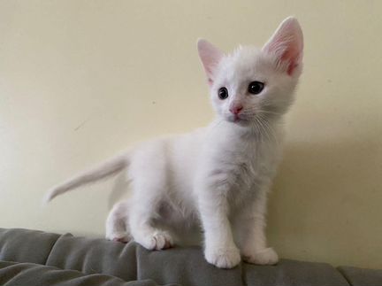 Белый котенок мальчик в добрые руки