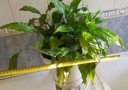 Спатифиллум