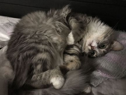 Кошечка Жижа