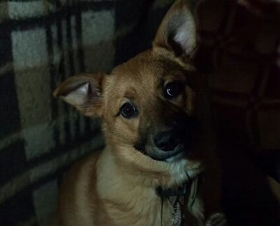 Палевое счастье ) - щенок Аэлита в любящие руки