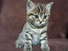Шотландский котенок девочка объявление продам