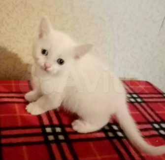 турецкая ангора юла