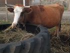 Корова с теленок и бычки объявление продам