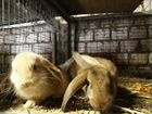 Кролики мясной породы объявление продам