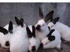 Кролики породы калифорния