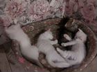 Котята 1.3 месяца. Турецкая ангора + Шиншилла объявление продам