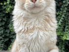 Красивейший, харизматичный котик мейн кун