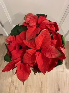 Цветок Пуансетия - Рождественнская звезда