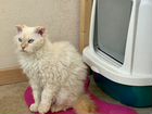 Кучерявый котик Лаперм кошку ждет для вязки объявление продам