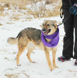 Собака улыбака Томми в добрые руки