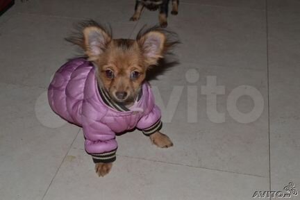 Одежда для собак