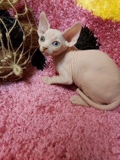 Канадский сфинкс