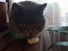 Кошка шотландская длинношерстная фолд объявление продам