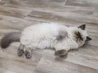 Персидские кошка объявление продам