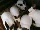 Кролики 7 месяцев на племя объявление продам