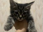 Котик (мальчик) бесплатно мама сиамская кошка, ест объявление продам