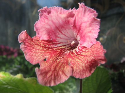 Стрептокарпус Listy