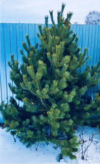 Елки русские живые