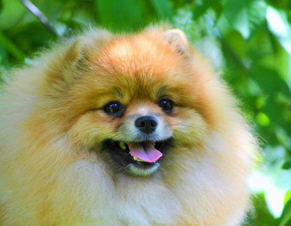 Шпиц кобель 3 года, вязка