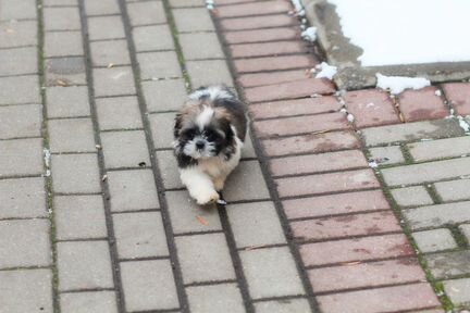 Мини триколорка