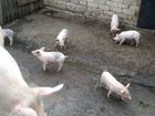 Свиноматка с поросятами объявление продам