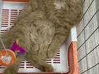 Классический персидский котенок