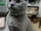 Найден котенок - Русская голубая
