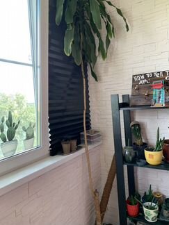 Драцена(драконье дерево)