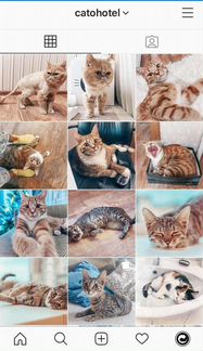 Домашняя передержка кошек и маленьких собак