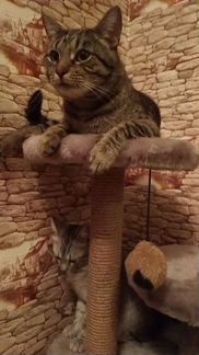 Котик