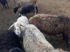 Курдючные бараны овцы объявление продам