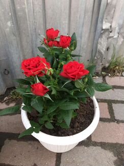 Роза кордана в для комнаты