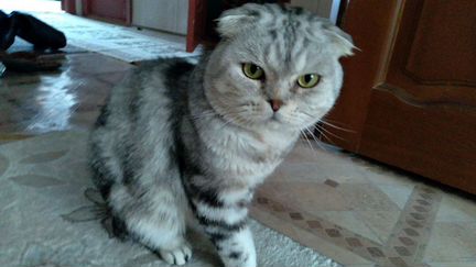 Шотландский вислоухий кот вязка