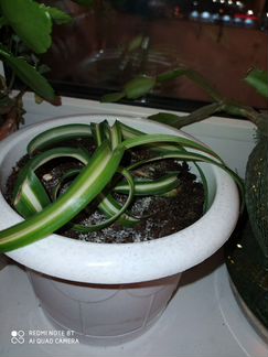 Хлорофитум кудрявый