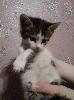 Котенок мальчик Тиня в дар 1,5 мес