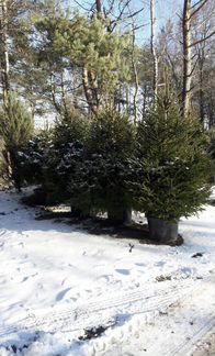 Пихта из Австрии