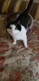 Фанечка 1,5 года котик в добрые руки