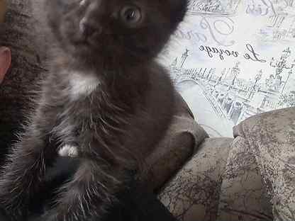 авито балаково котята. где можно купить котенка. котята в шадринске на авито. на авито в шадринске животные кошки. коты шадринска.